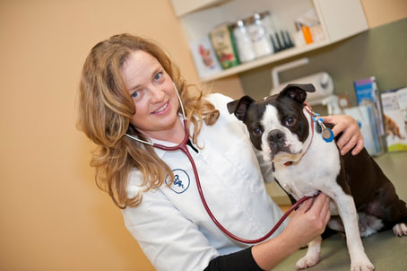 Preventive Health Care - Village Veterinary Clinic